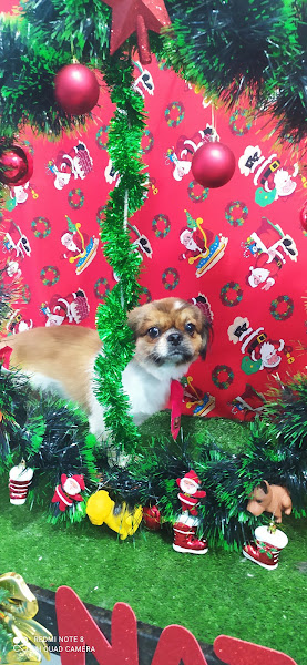 Foto 0 Pet shop conforto animal