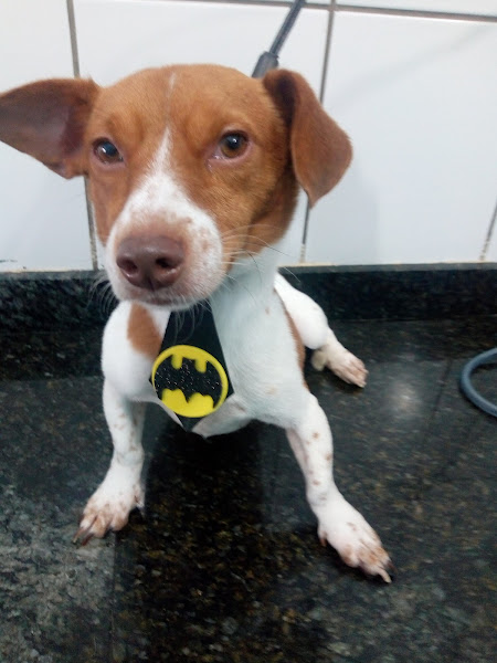 Foto 3 Pet shop conforto animal