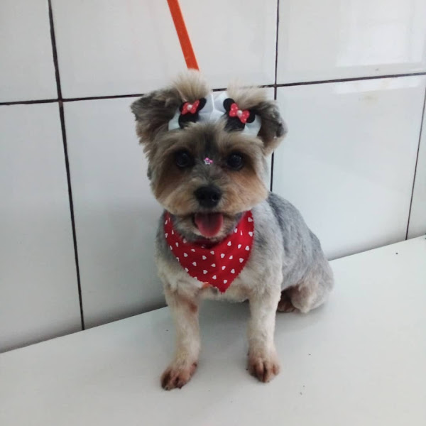 Foto 0 Pet Shop Show Banho e Tosa