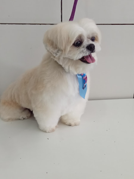 Foto 1 Pet Shop Show Banho e Tosa