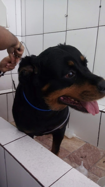 Foto 2 Pet Shop Show Banho e Tosa