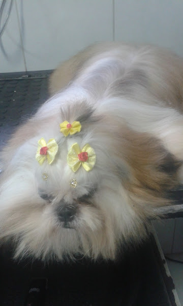 Foto 0 PetShop Natureza