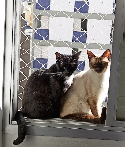 Foto 0 Meg Pet Shop e Clínica Veterinária