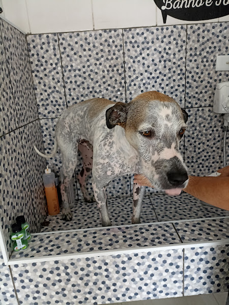 Foto 0 Pet Shop Happy Dog