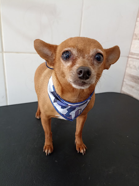 Foto 1 Pet Shop Happy Dog