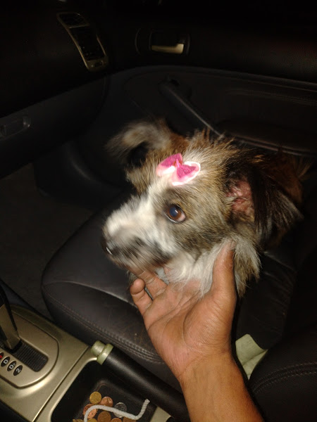 Foto 0 Pet Shop Bicho Lindo