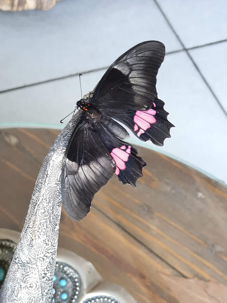 Foto 3 Taiyo Glass Vidraçaria