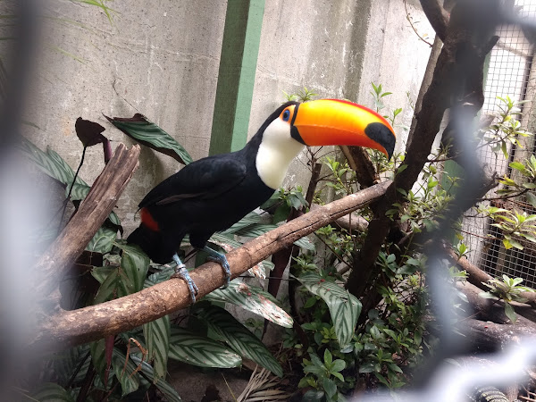 Foto 0 Veterinária Ornamental