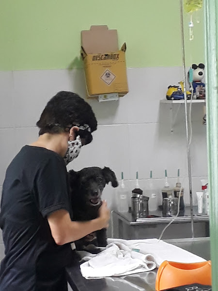 Foto 3 Veterinária Ornamental