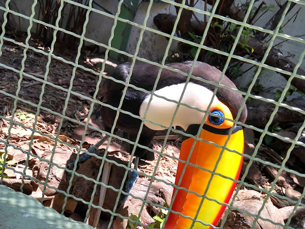 Foto 4 Veterinária Ornamental