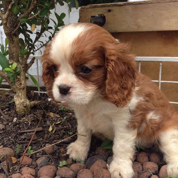 Foto 0 Pet Shop The Dogfather