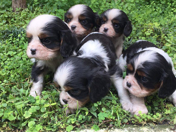 Foto 2 Pet Shop The Dogfather