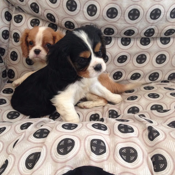 Foto 3 Pet Shop The Dogfather