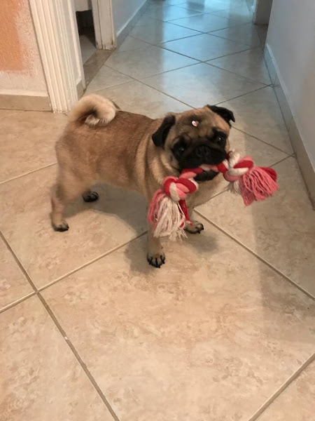 Foto 3 Fid&Dog Pet Shop