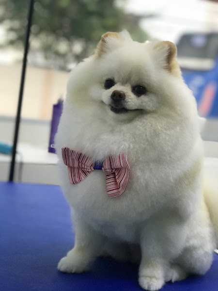 Foto 0 Conceito Pet Centro Veterinário e Petshop