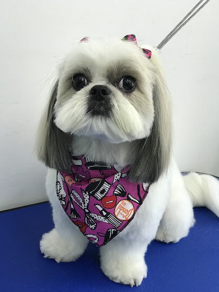 Foto 1 Conceito Pet Centro Veterinário e Petshop