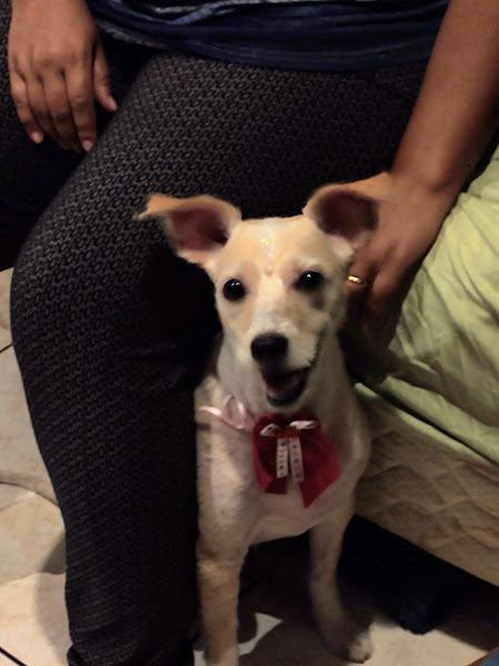 Foto 2 Conceito Pet Centro Veterinário e Petshop