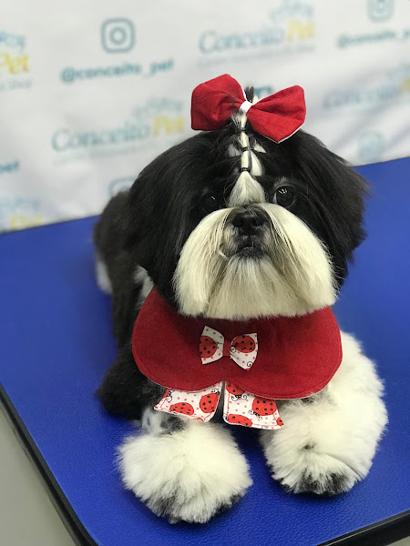 Foto 3 Conceito Pet Centro Veterinário e Petshop