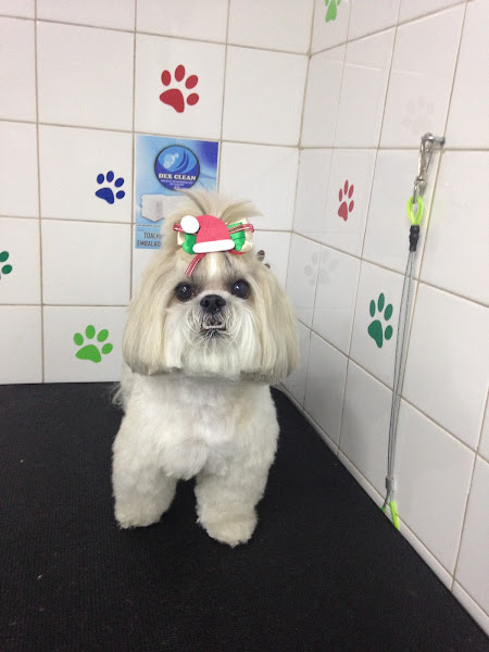 Foto 0 Clínica Veterinária Bichuchu