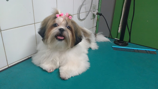 Foto 1 Clínica Veterinária Bichuchu