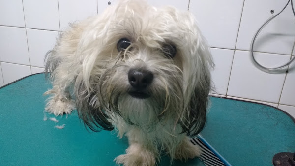 Foto 4 Clínica Veterinária Bichuchu