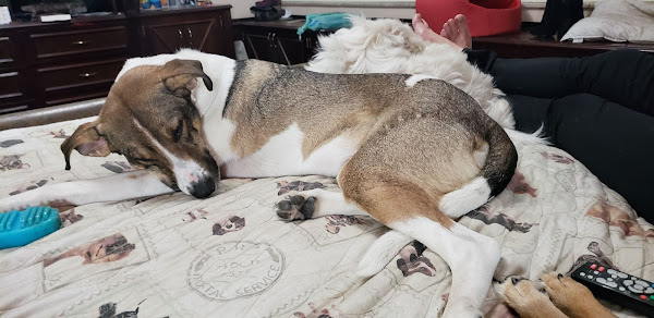 Foto 0 CENTRO VETERINÁRIO HIGIENÓPOLIS