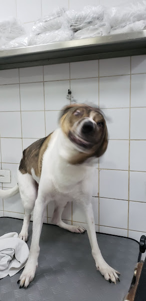 Foto 1 CENTRO VETERINÁRIO HIGIENÓPOLIS