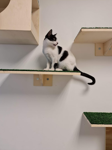 Foto 2 CENTRO VETERINÁRIO HIGIENÓPOLIS