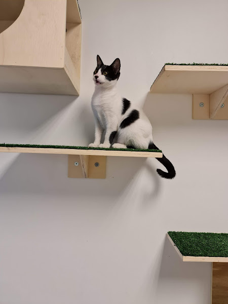 Foto 3 CENTRO VETERINÁRIO HIGIENÓPOLIS