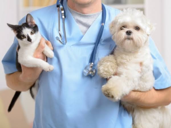 Foto 0 Atendimento Veterinário em Domicílio