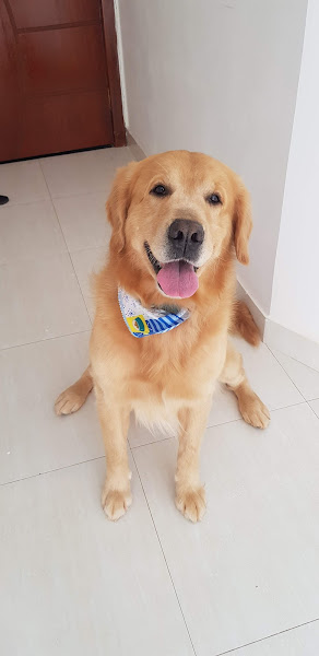 SPet Serviços para o seu pet na Cobasi Brasilia Taquari SPet Serviços para o seu pet na Cobasi Brasilia Taquari