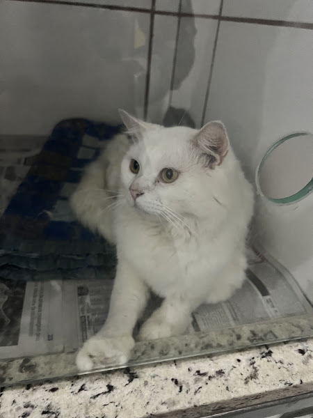 Foto 0 Clinica Veterinaria Animaux