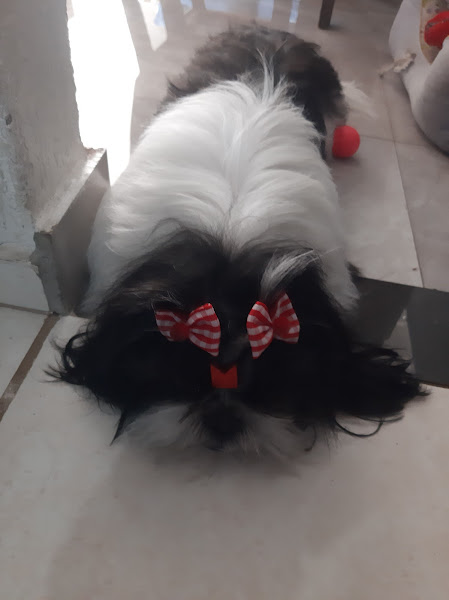 Foto 1 Clinica Veterinaria Animaux