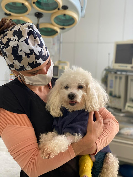 Foto 0 Artemis Centro de Encaminhamento Veterinário