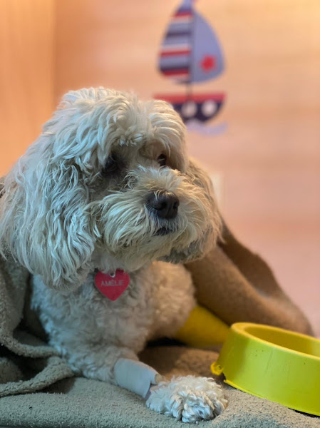 Foto 1 Artemis Centro de Encaminhamento Veterinário