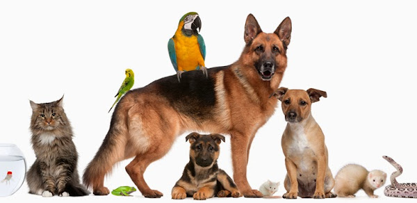 Foto 0 Rações Campos