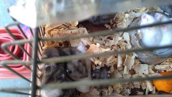 Foto 1 Rações Agro Mig