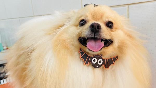 Foto 0 Paraíso Animal Pet Store - Unidade BIG Pinheirinho