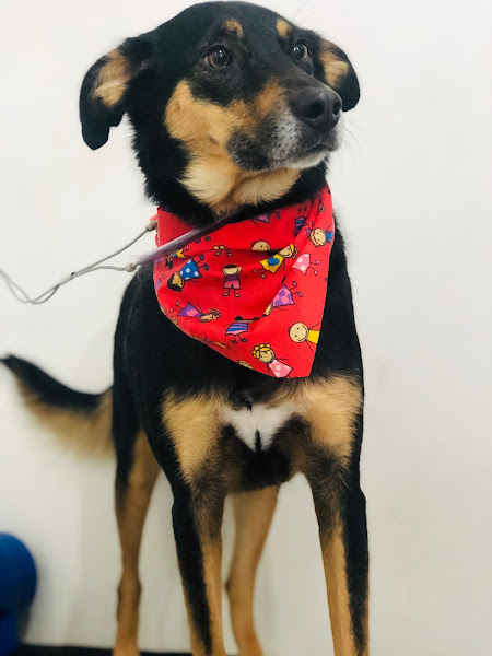 Foto 2 Paraíso Animal Pet Store - Unidade BIG Pinheirinho