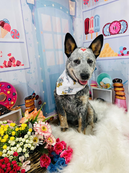 Foto 3 Paraíso Animal Pet Store - Unidade BIG Pinheirinho