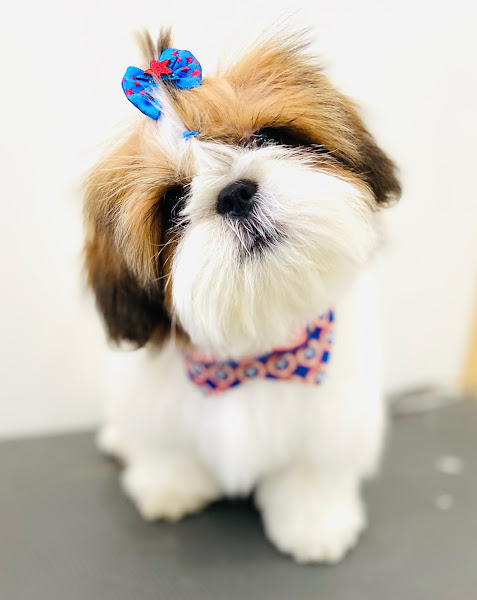 Foto 4 Paraíso Animal Pet Store - Unidade BIG Pinheirinho