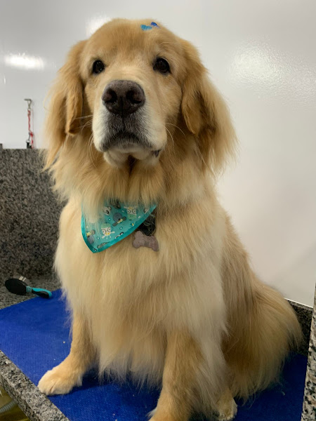 Foto 0 4Pets Petshop, Banho e Tosa