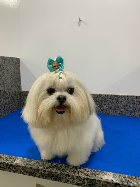 Foto 1 4Pets Petshop, Banho e Tosa