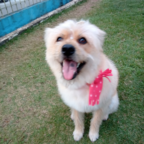 Foto 4 Clínica Veterinária Derosso