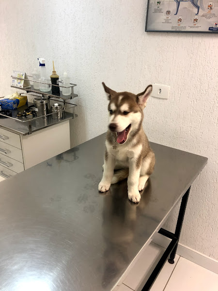 Foto 2 SOS Hospital Veterinário