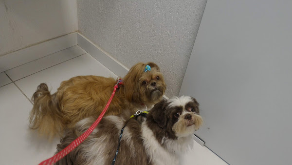 Foto 3 SOS Hospital Veterinário