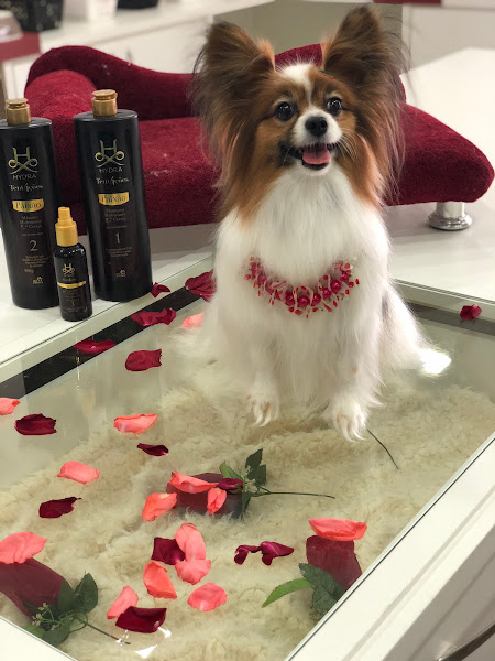 Foto 0 Clínica Veterinária Santa Catarina