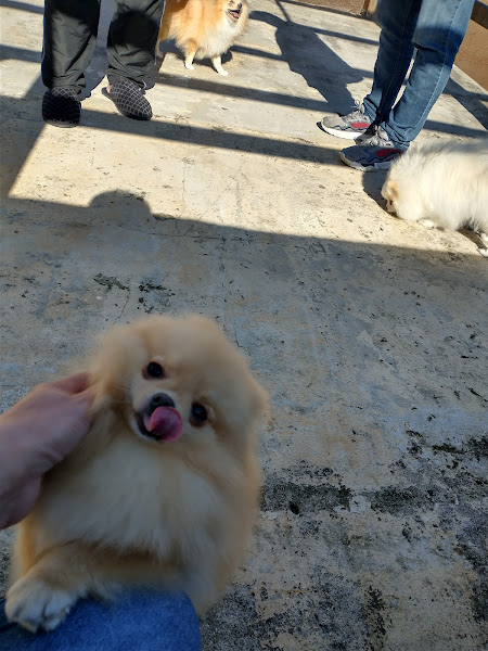 Clínica Veterinária Petit Chien Clínica Veterinária Petit Chien