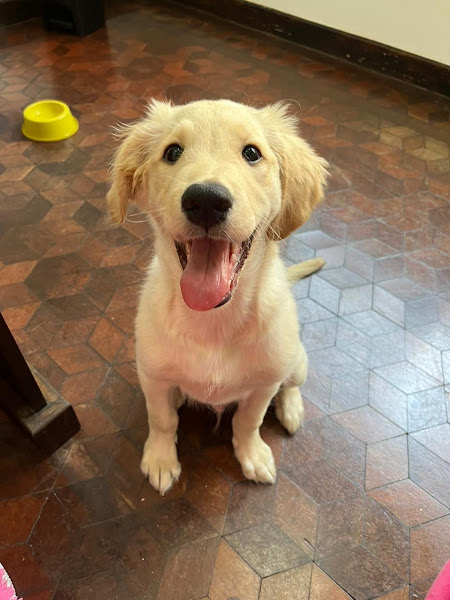 Foto 0 Clínica Veterinária La Vita