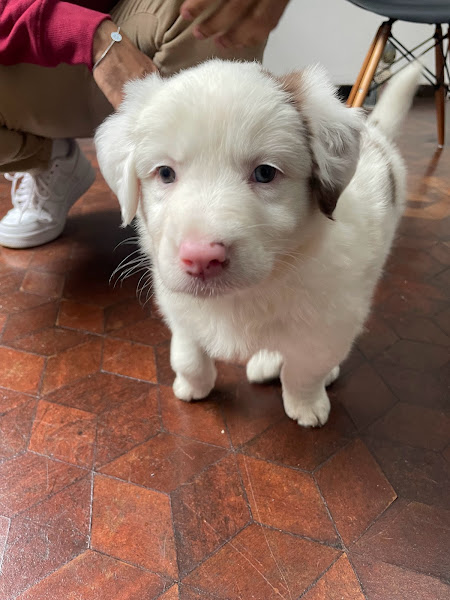 Foto 2 Clínica Veterinária La Vita